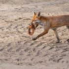 Vulpes vulpes - Rotfuchs mit Eichhörnchen 