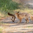 Vulpes vulpes- Rotfuchs mit Eichhörnchen als Beute 