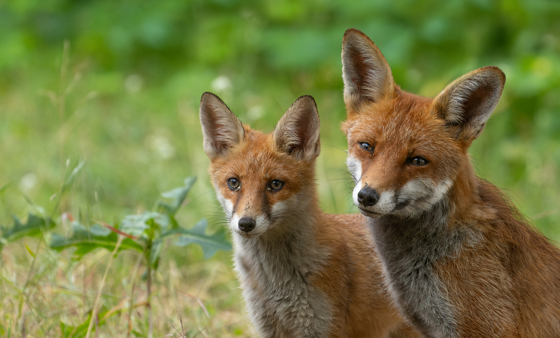 Vulpes vulpes - Rotfuchs mit Nachwuchs