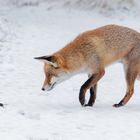 Vulpes vulpes  -  Rotfuchs mit  Spitzmaus 