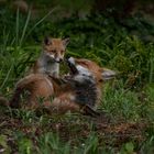 Vulpes vulpes - Rotfuchs mit Welpe