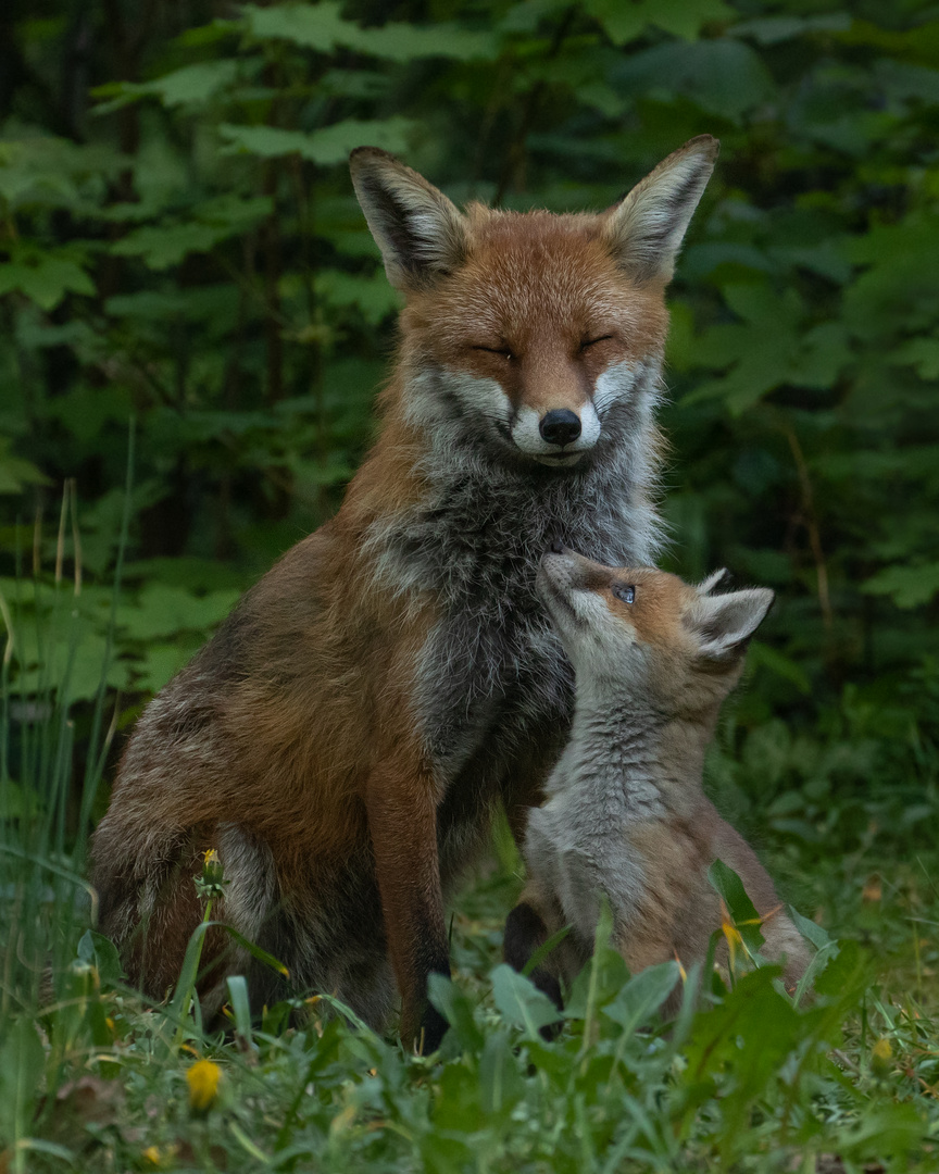 Vulpes vulpes - Rotfuchs mit Welpe