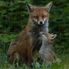 Vulpes vulpes - Rotfuchs mit Welpe