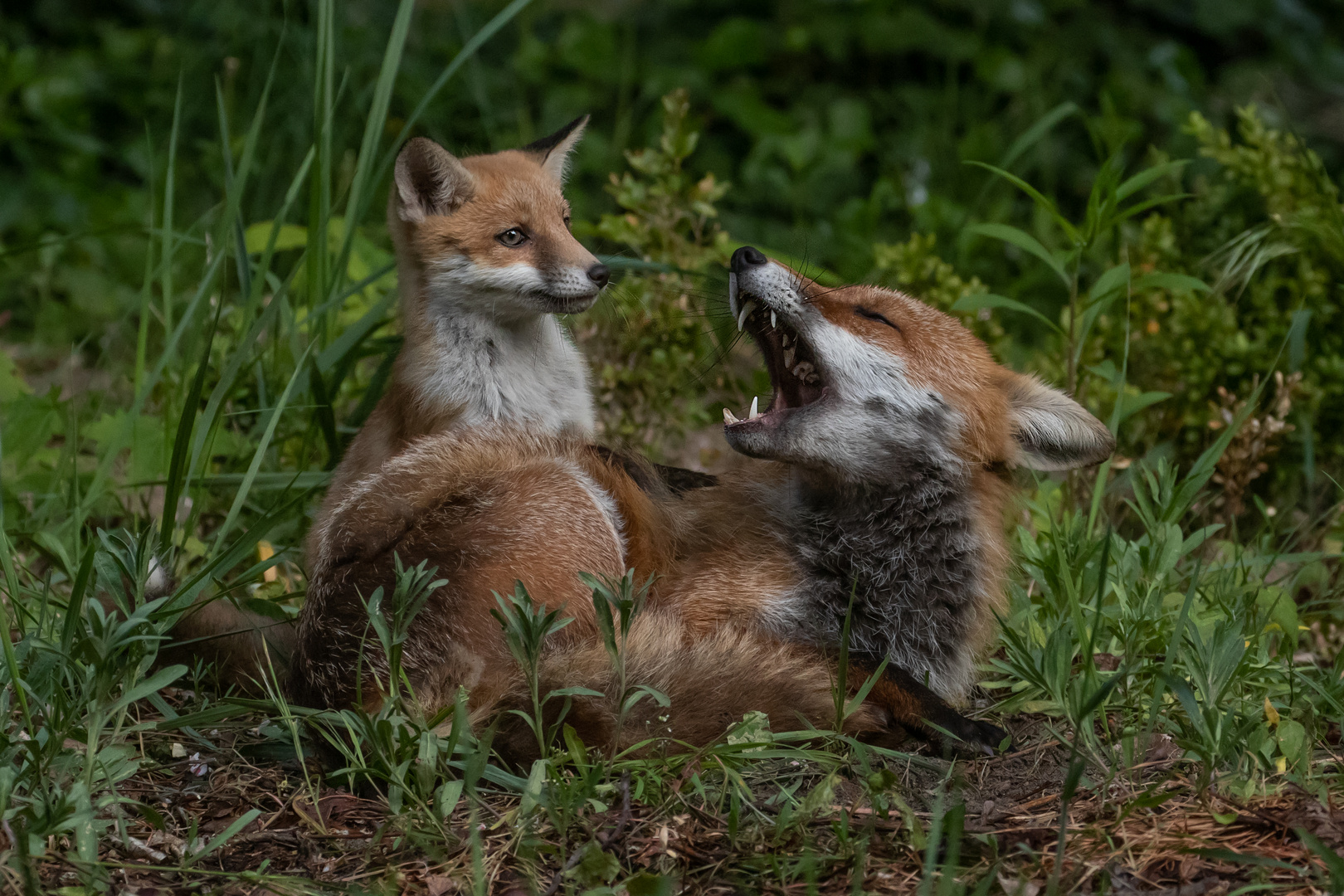 Vulpes vulpes- Rotfuchs  mit Welpe 