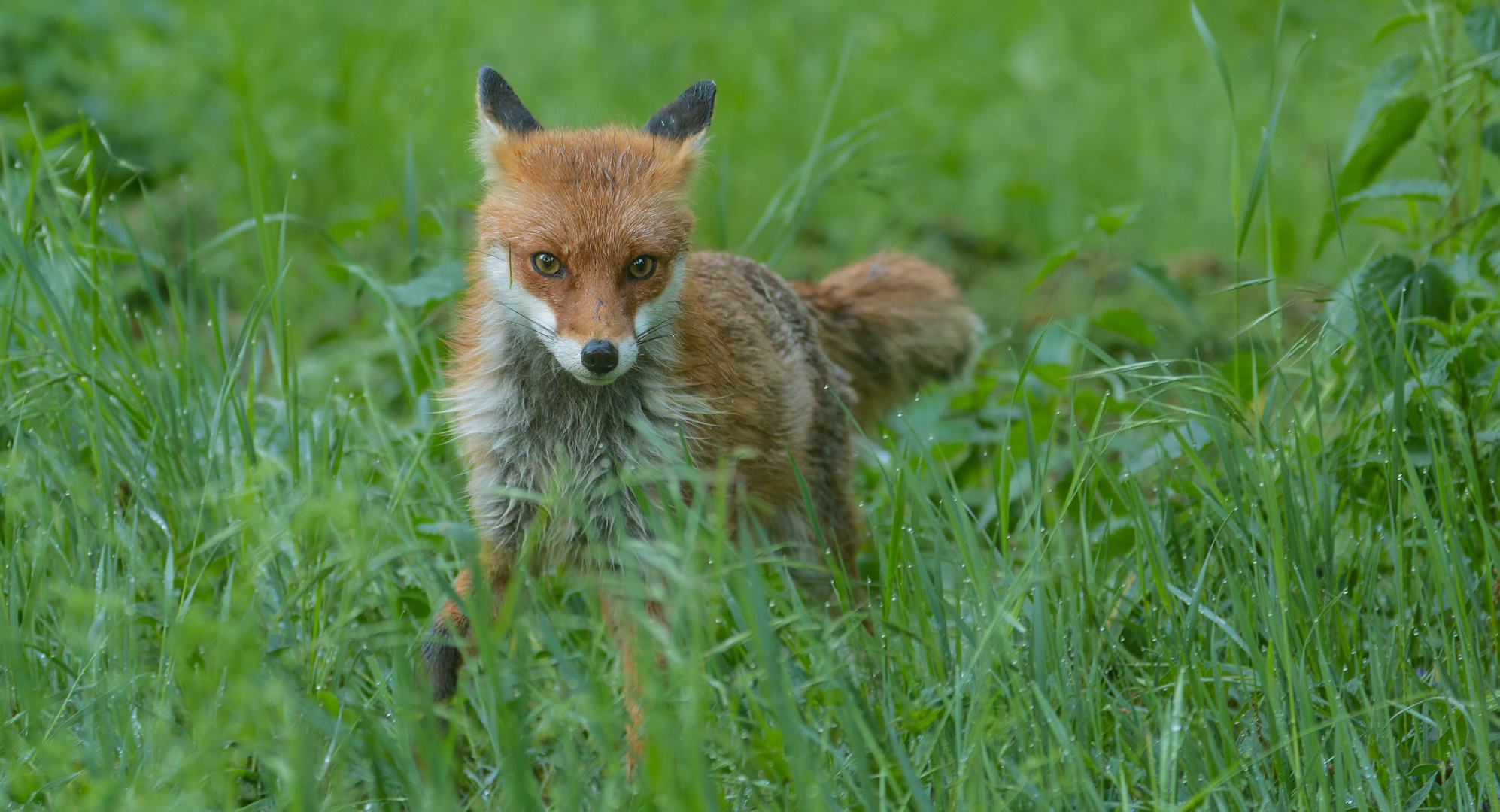 Vulpes vulpes - Rotfuchs nach dem Regen