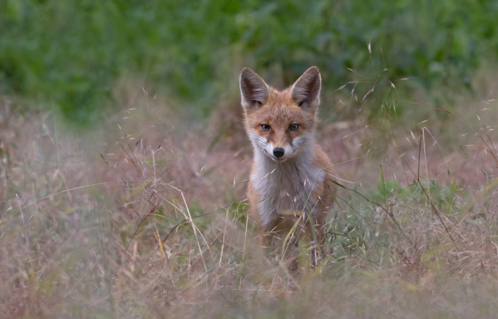 Vulpes vulpes - Rotfuchs - Nachwuchs 