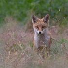 Vulpes vulpes - Rotfuchs - Nachwuchs 