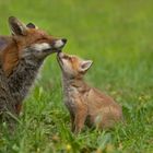 Vulpes vulpes - Rotfuchs  - Nähe - Fuchsjagd stoppen 