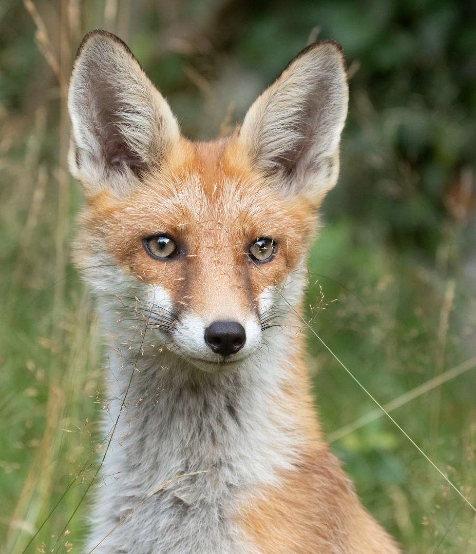 Vulpes vulpes - Rotfuchs  - Porträt 