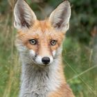 Vulpes vulpes - Rotfuchs  - Porträt 