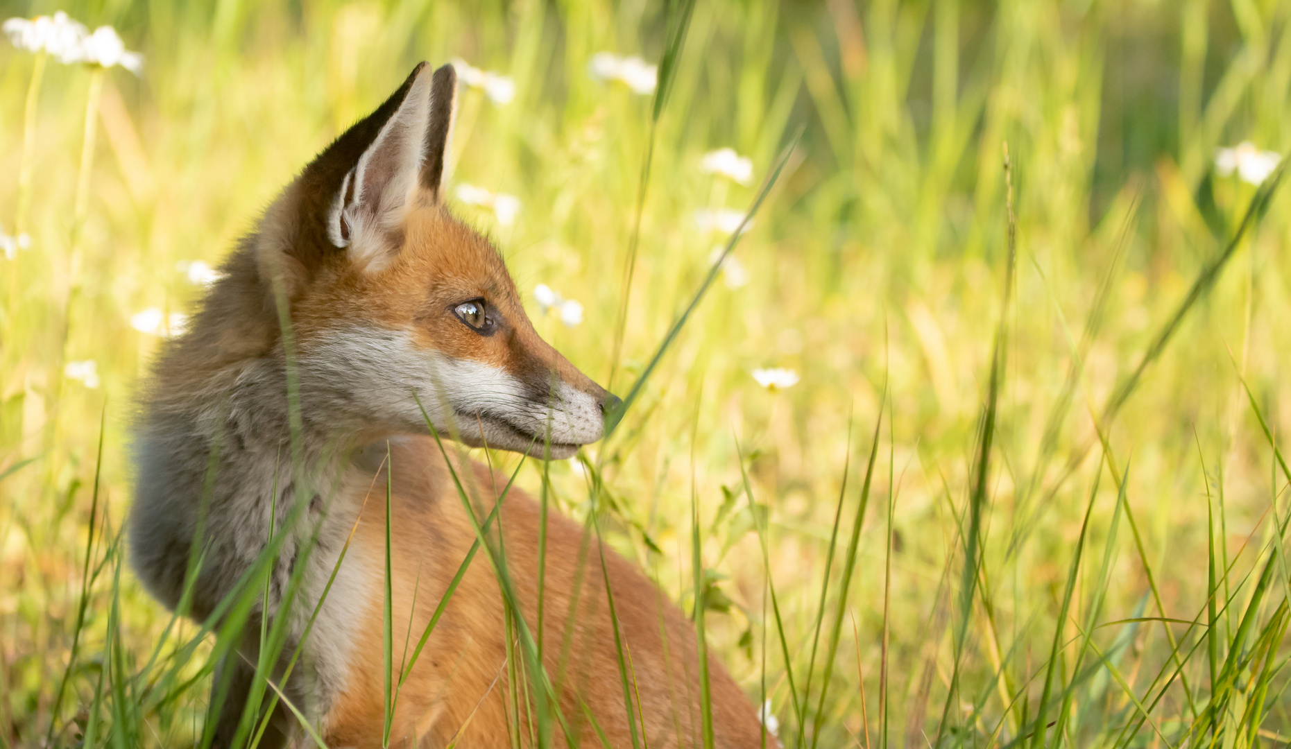 Vulpes Vulpes - Rotfuchs - Porträt