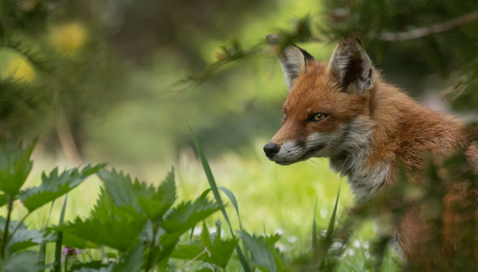 Vulpes vulpes - Rotfuchs Porträt