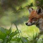 Vulpes vulpes - Rotfuchs Porträt