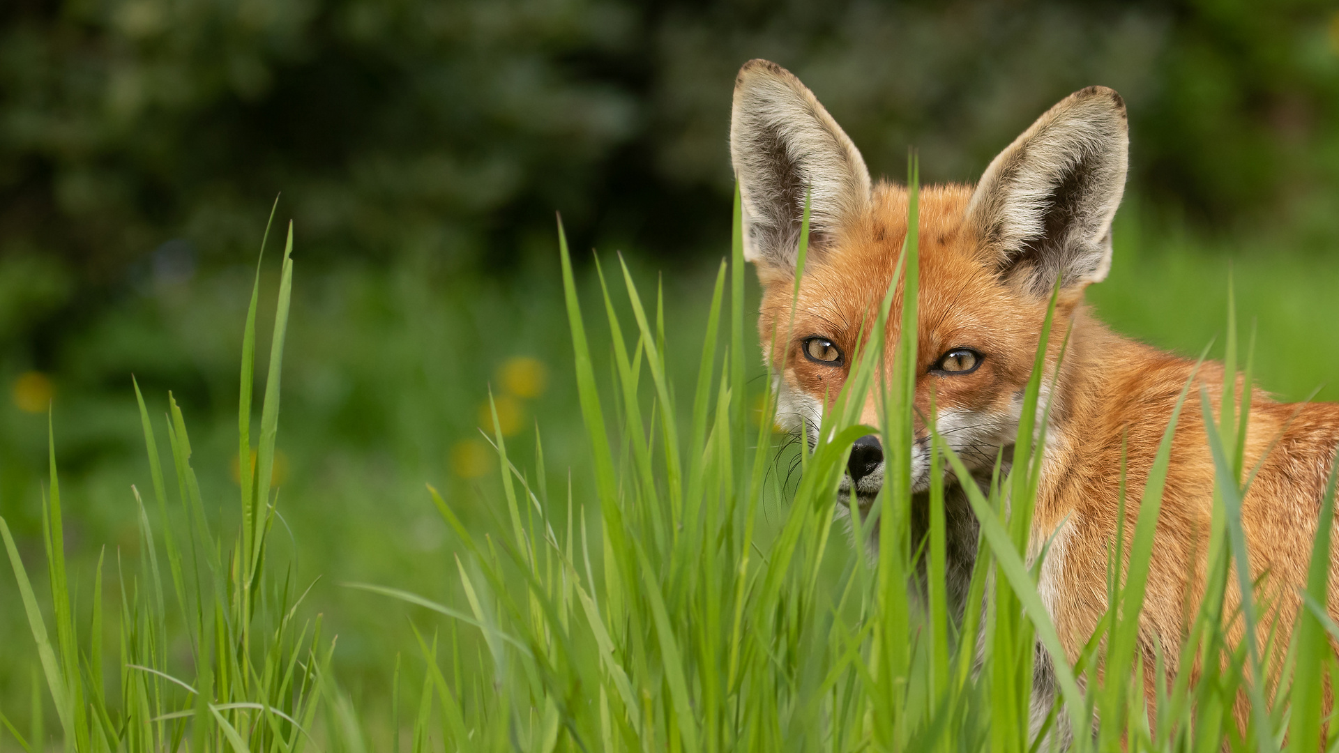 Vulpes vulpes - Rotfuchs - Porträt im Grünen 