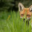 Vulpes vulpes - Rotfuchs - Porträt im Grünen 