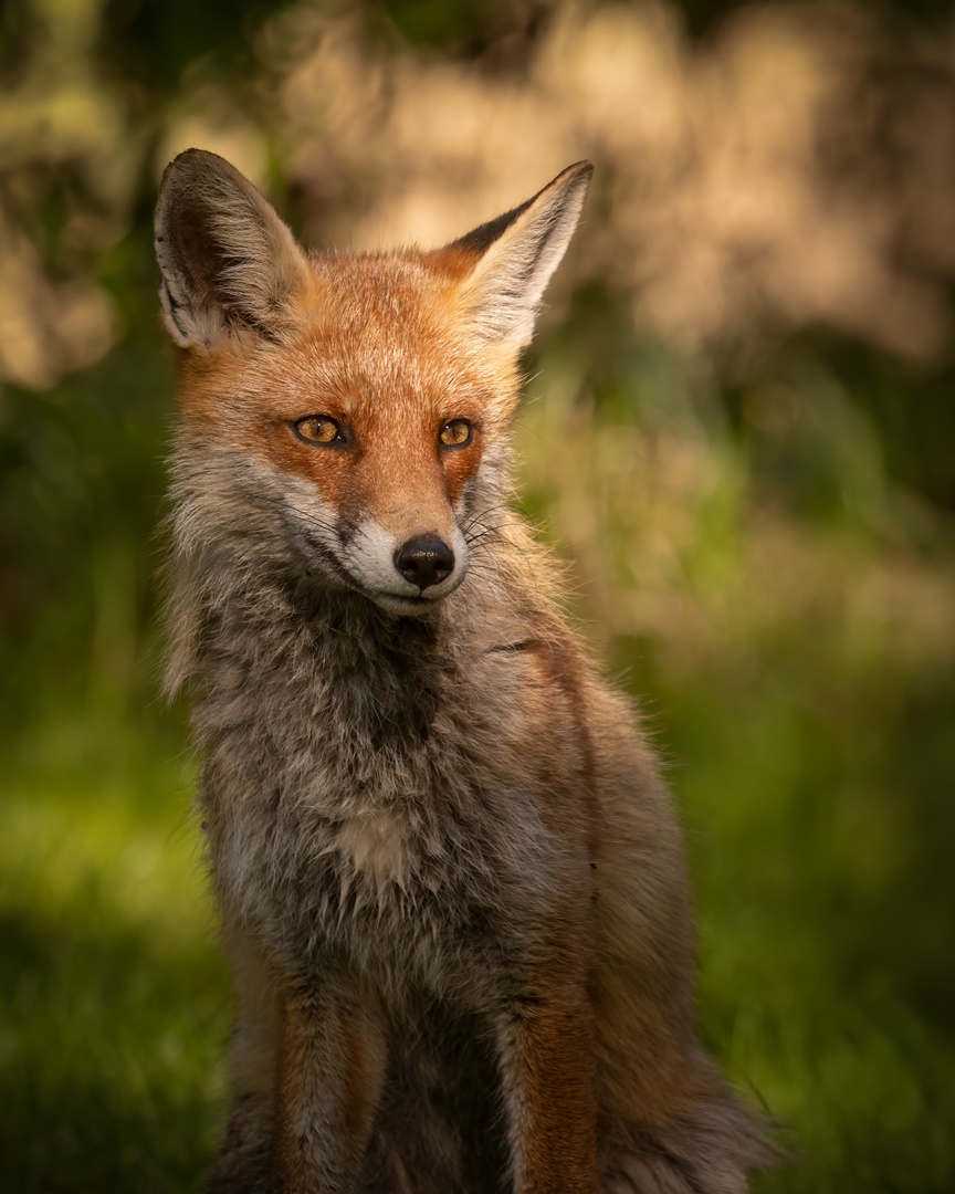 Vulpes vulpes -  Rotfuchs -  Porträt im Licht 