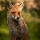 Vulpes vulpes -  Rotfuchs -  Porträt im Licht 