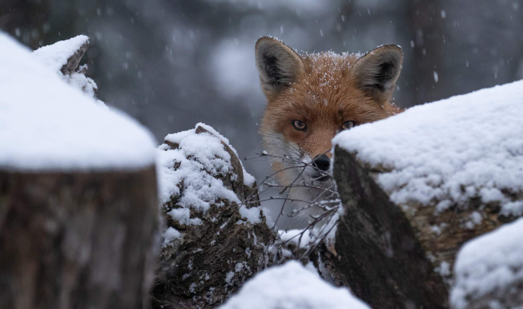 Vulpes vulpes - Rotfuchs - Porträt im Schnee