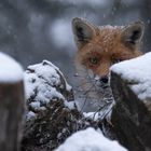 Vulpes vulpes - Rotfuchs - Porträt im Schnee