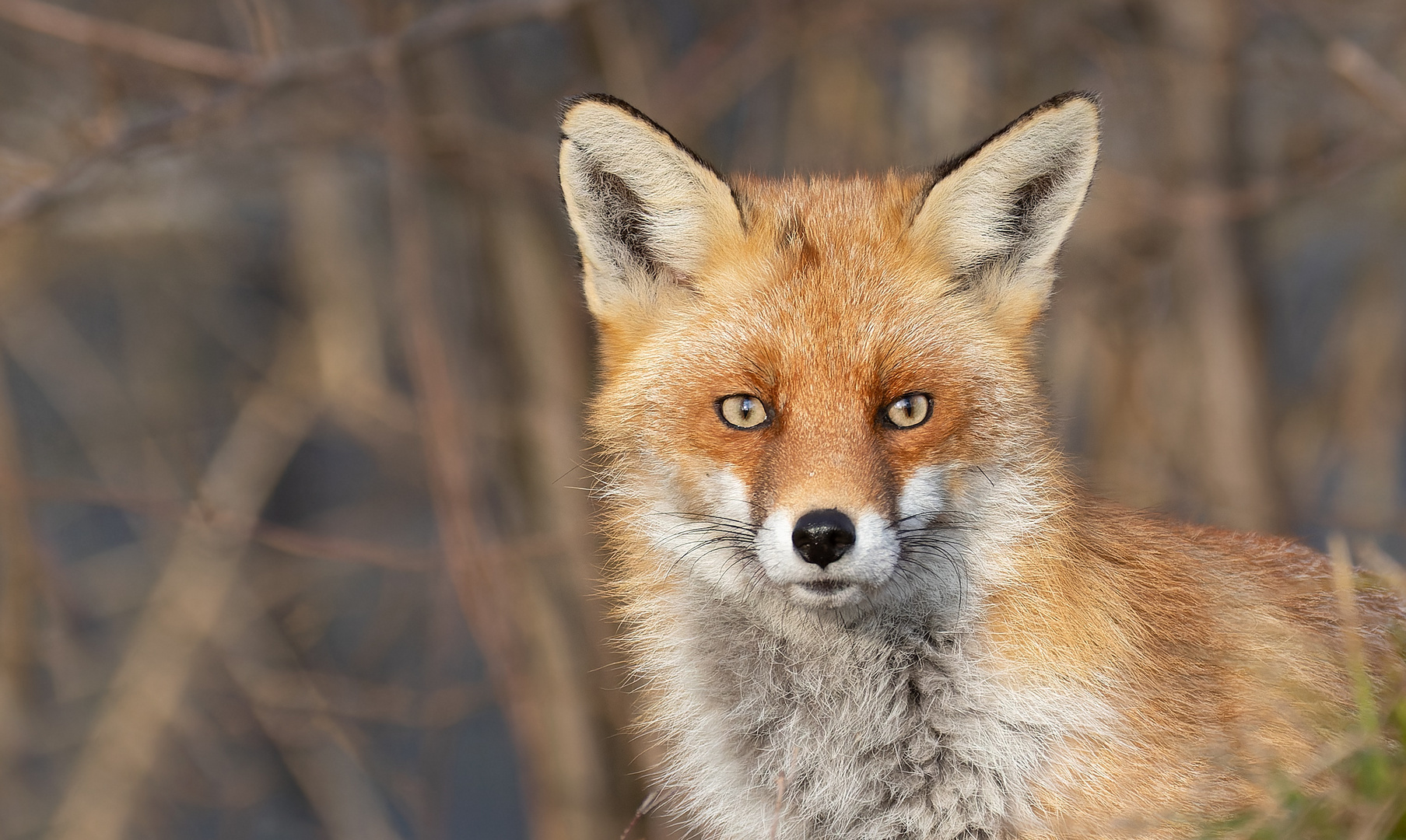 Vulpes vulpes -  Rotfuchs  - Porträt im Winter 