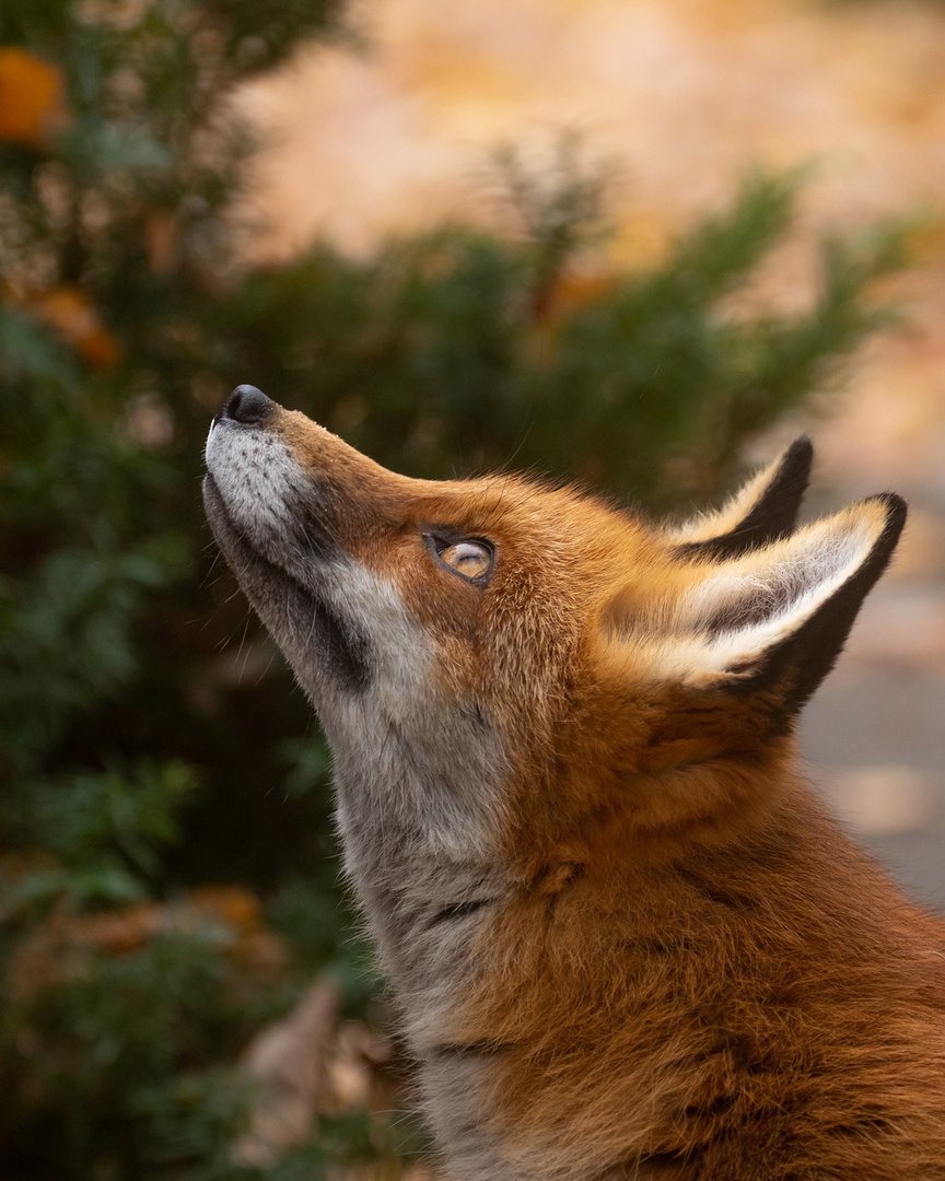 Vulpes vulpes - Rotfuchs - Portrait 