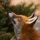 Vulpes vulpes - Rotfuchs - Portrait 