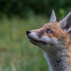 Vulpes vulpes  Rotfuchs Portrait im Profil