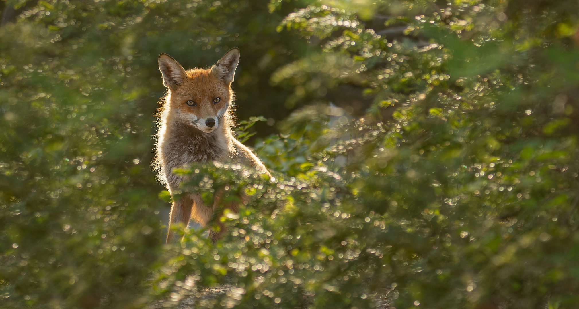 Vulpes vulpes -  Rotfuchs -  Rüde im Gegenlicht 