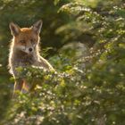 Vulpes vulpes -  Rotfuchs -  Rüde im Gegenlicht 