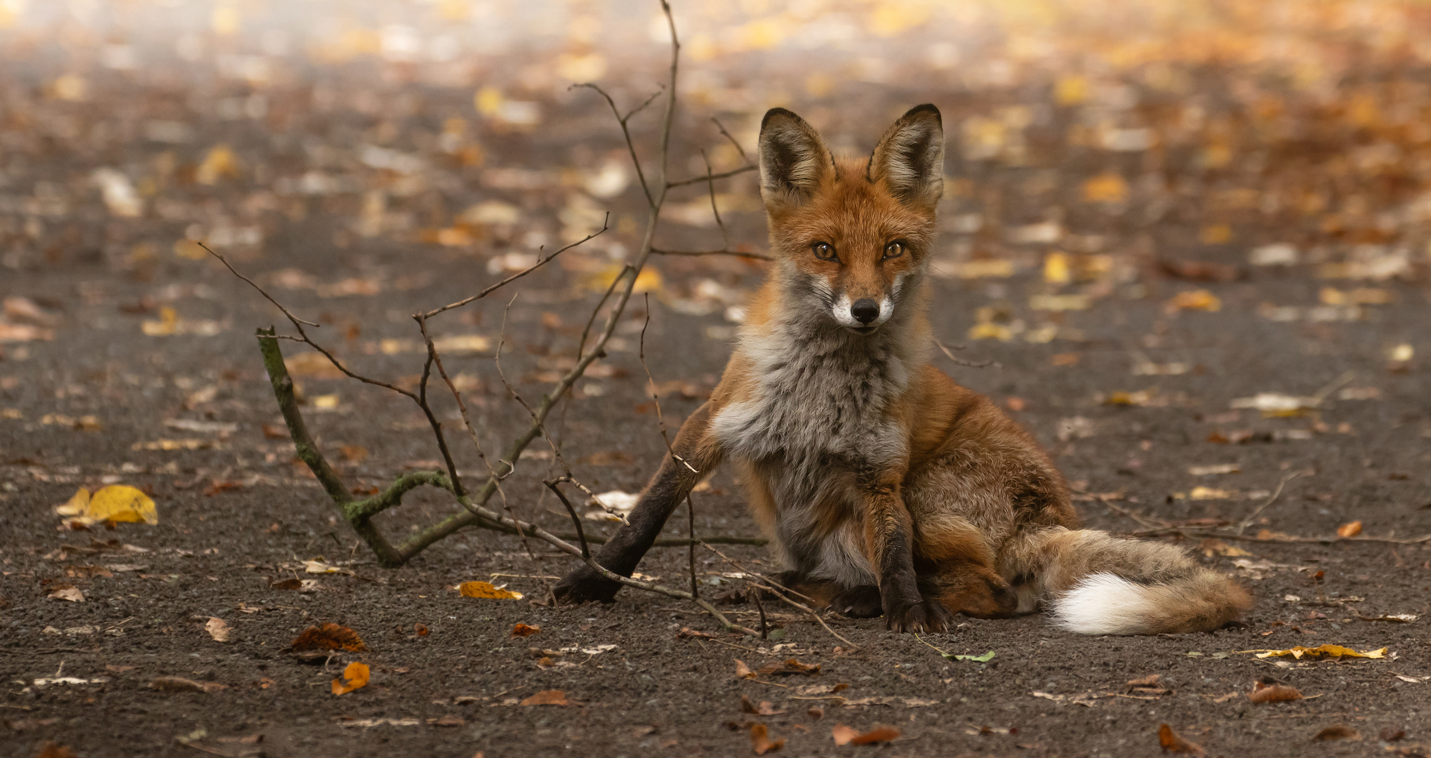 Vulpes vulpes - Rotfuchs  - Sitzblockade