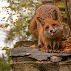 Vulpes vulpes - Rotfuchs streckt seine Zunge raus 