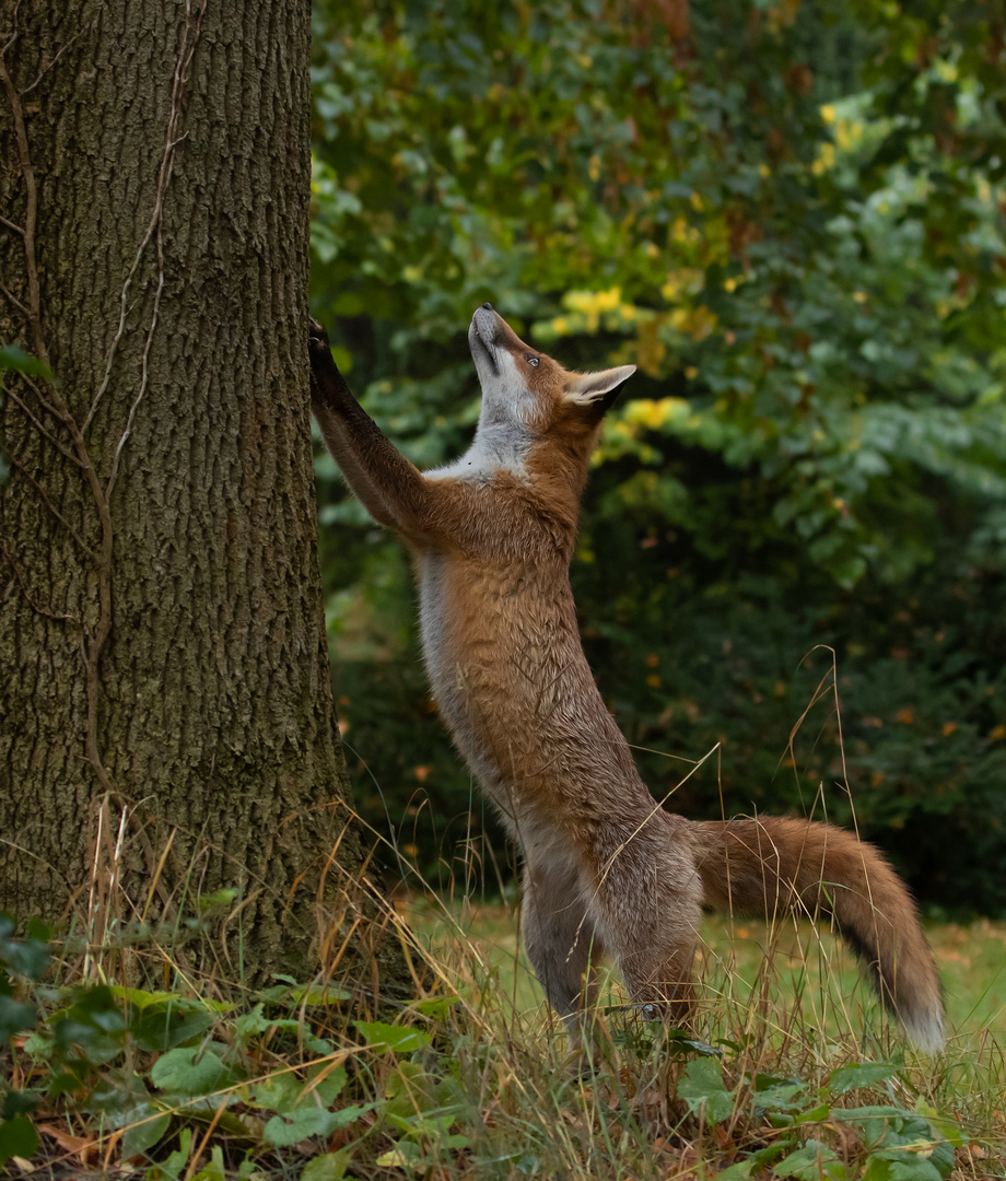 Vulpes vulpes - Rotfuchs streckt sich am Baum 