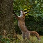 Vulpes vulpes - Rotfuchs streckt sich am Baum 