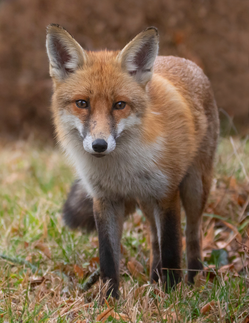 Vulpes  vulpes - Rotfuchs - Winterfuchs 