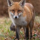 Vulpes  vulpes - Rotfuchs - Winterfuchs 