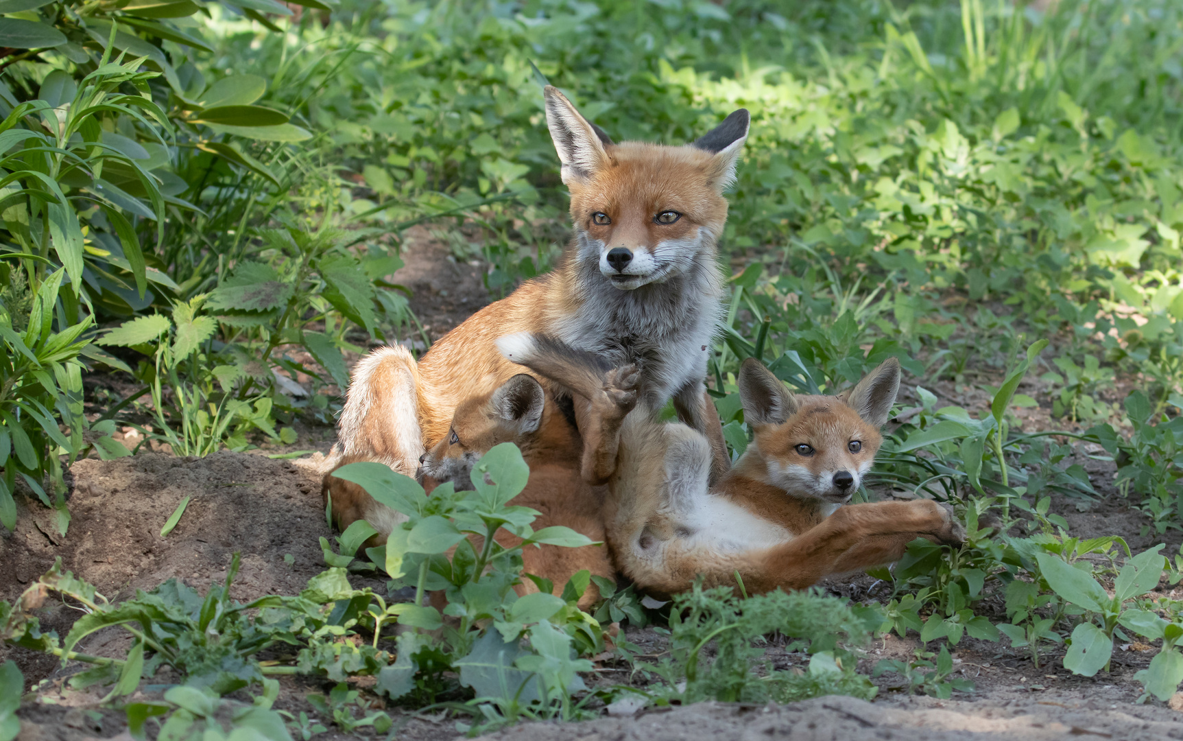 Vulpes vulpes - Rotfuchsfähe mit Nachwuchs