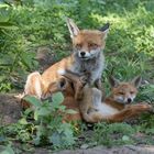 Vulpes vulpes - Rotfuchsfähe mit Nachwuchs