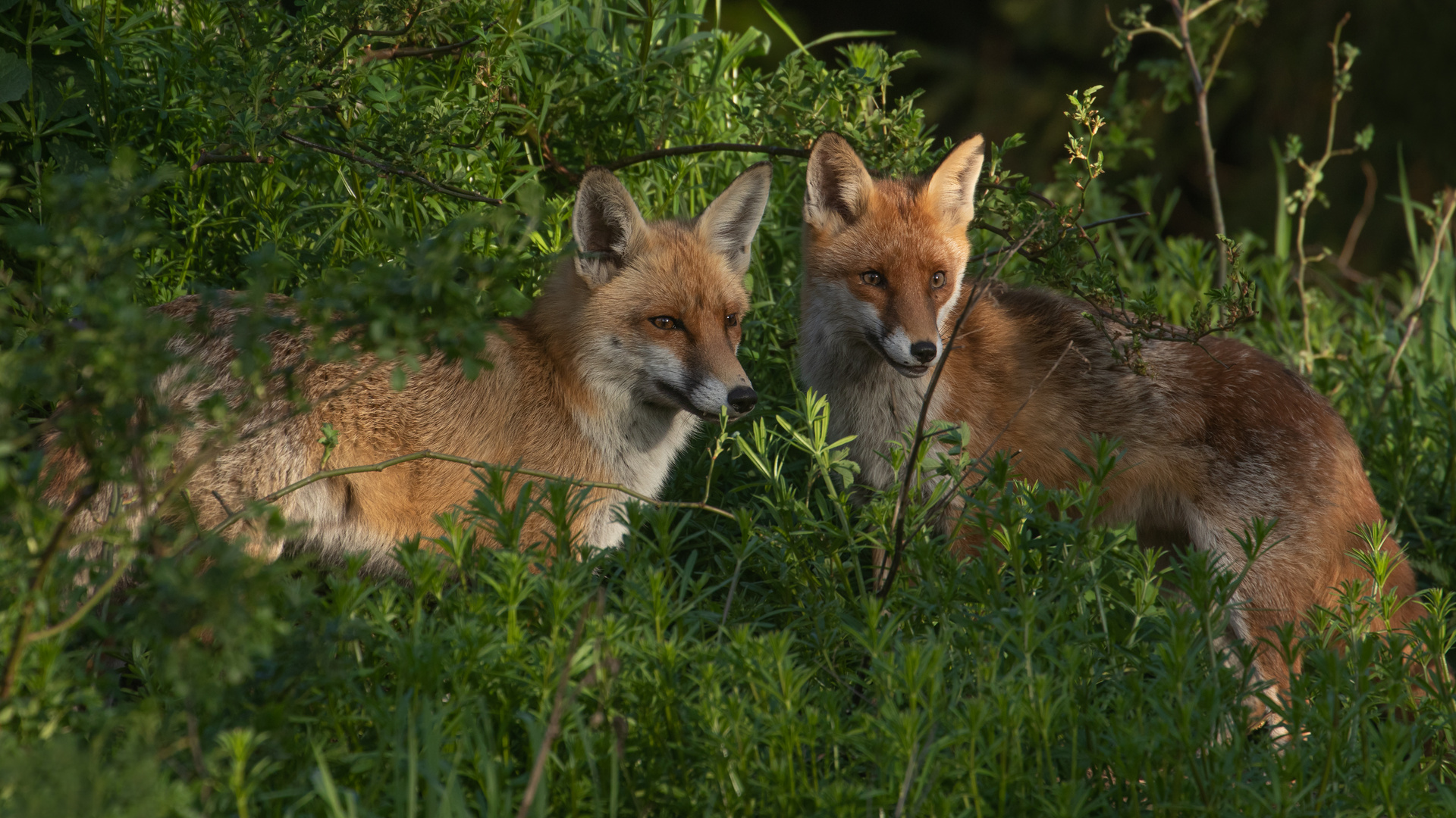 Vulpes vulpes - Rotfuchspaar