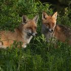 Vulpes vulpes - Rotfuchspaar