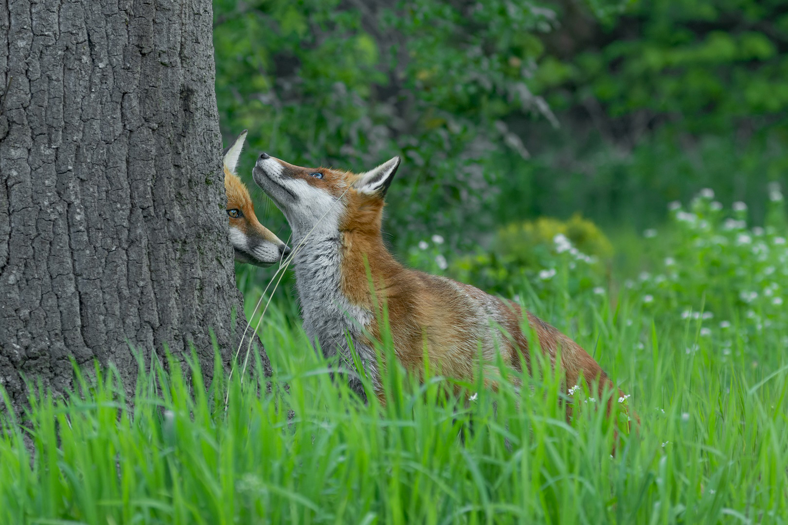 Vulpes vulpes - Rotfuchspaar  