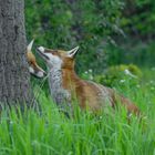 Vulpes vulpes - Rotfuchspaar  