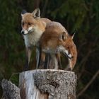 Vulpes vulpes  - Rotfuchspaar - Fuchsliebe