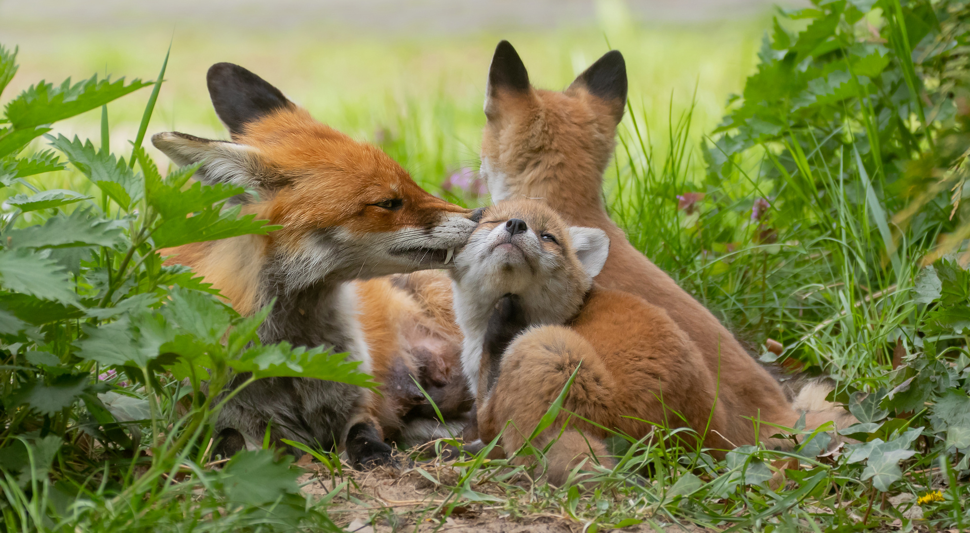 Vulpes Vulpes - Rotfuchsweibchen mit Nachwuchs 