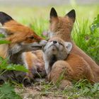 Vulpes Vulpes - Rotfuchsweibchen mit Nachwuchs 