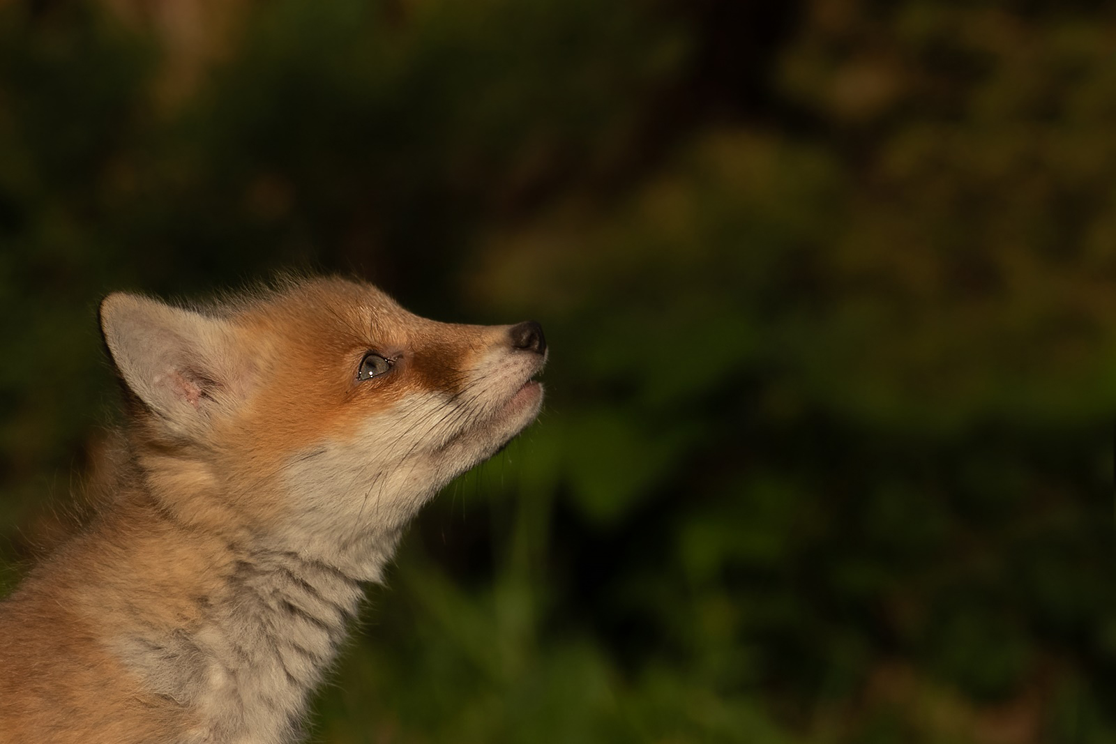 Vulpes vulpes - Rotfuchswelpe  