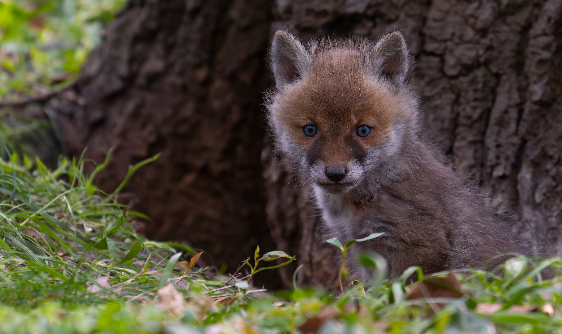 Vulpes vulpes  - Rotfuchswelpe