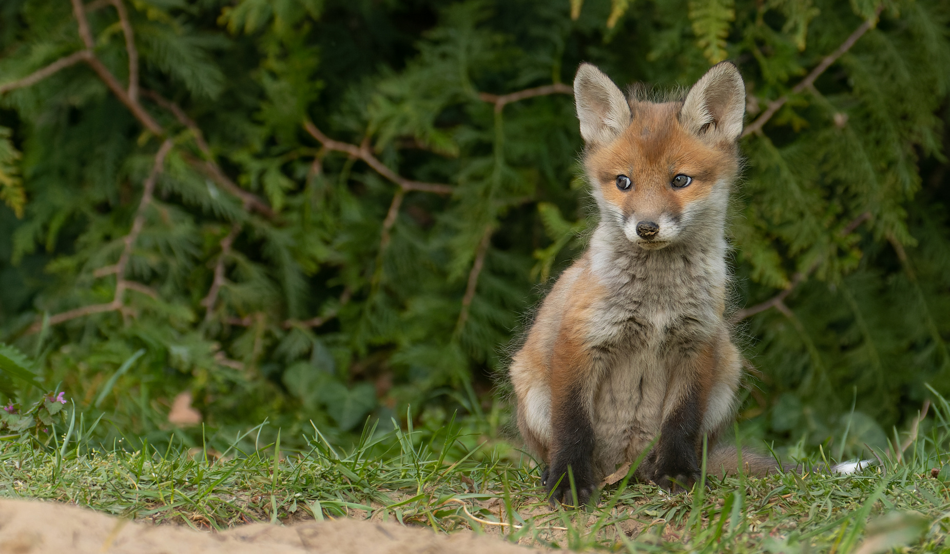 Vulpes vulpes - Rotfuchswelpe - der Blick 