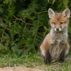 Vulpes vulpes - Rotfuchswelpe - der Blick 