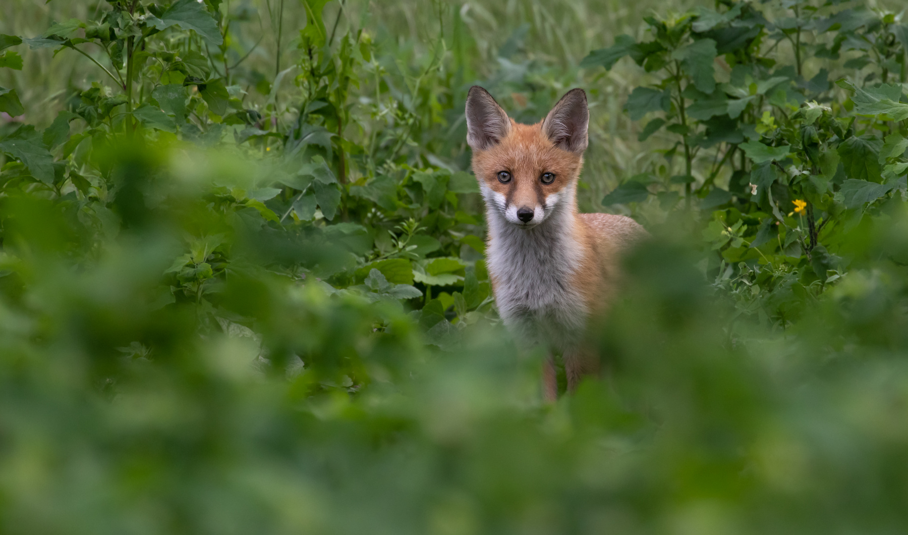 Vulpes Vulpes - Rotfuchswelpe im Grünen 