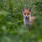 Vulpes Vulpes - Rotfuchswelpe im Grünen 